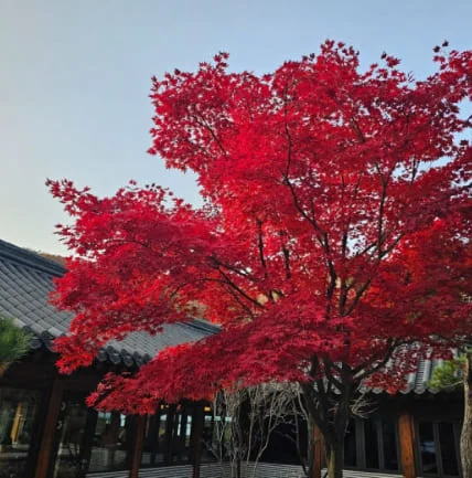 화담숲 풍경2